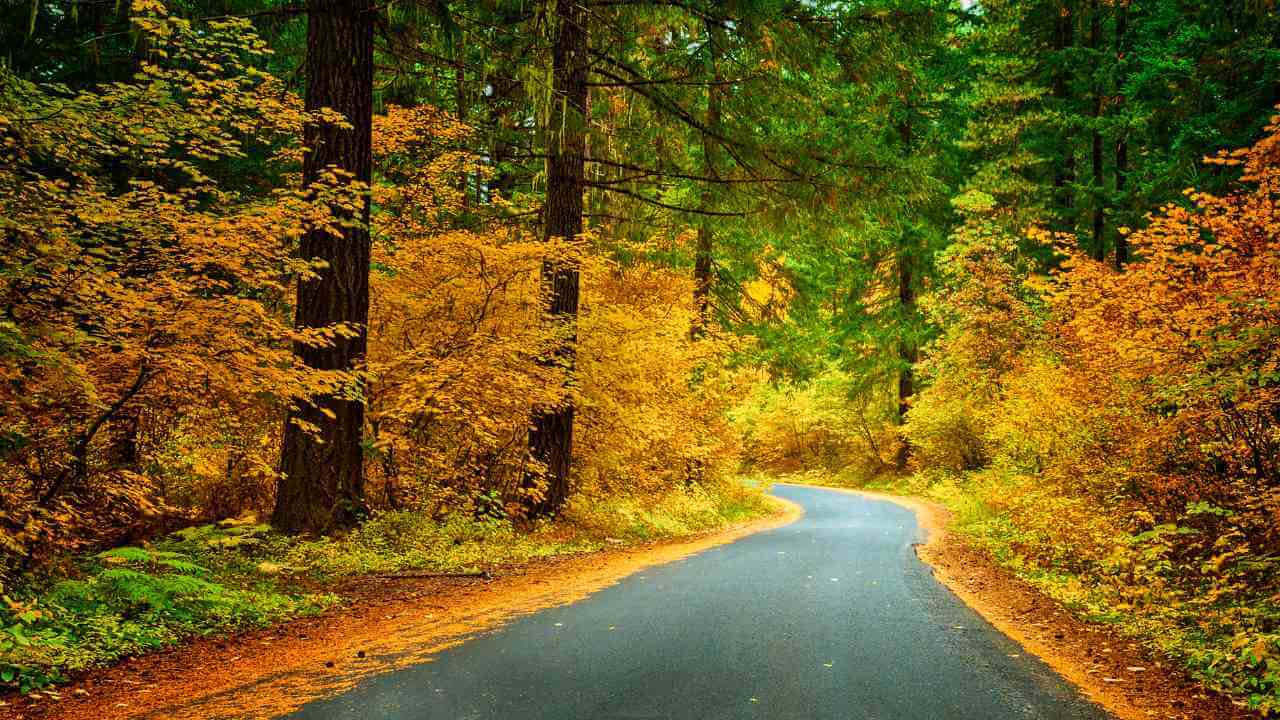 an empty road surrounded by trees in the fall