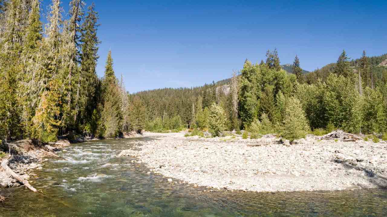 a river running through a forest with trees and rocks