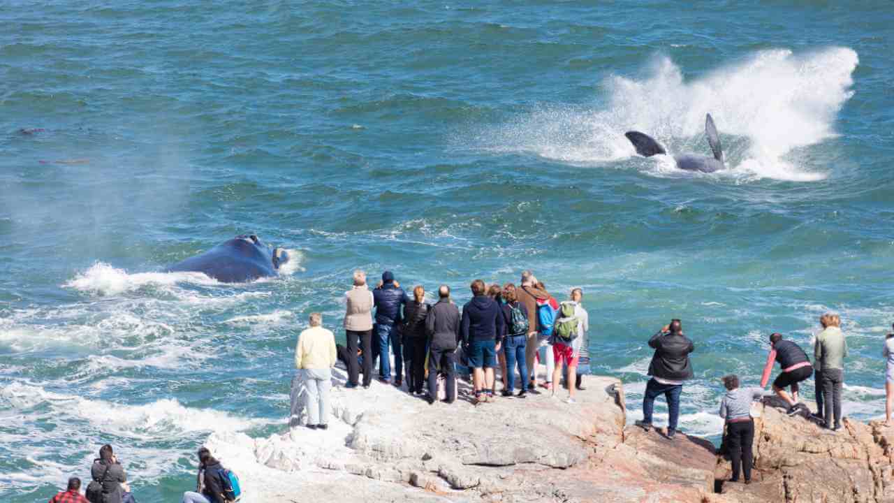 a crowd of people watching a whale jumping out of the water