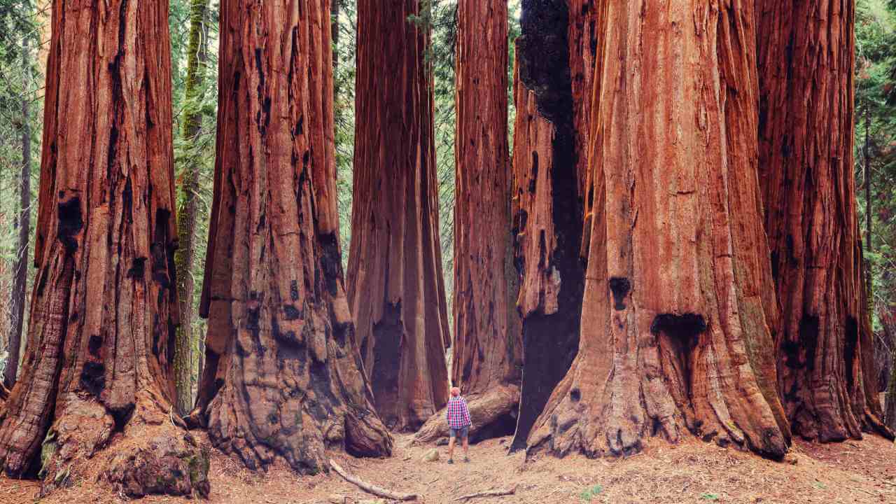 a person standing in the middle of a group of giant redwood trees