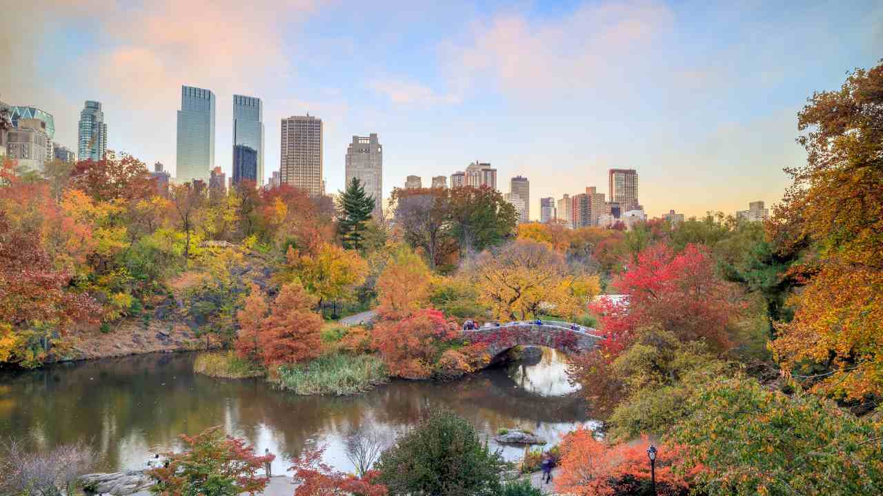 fall leaves surrounding pond with skyscrapers in the background