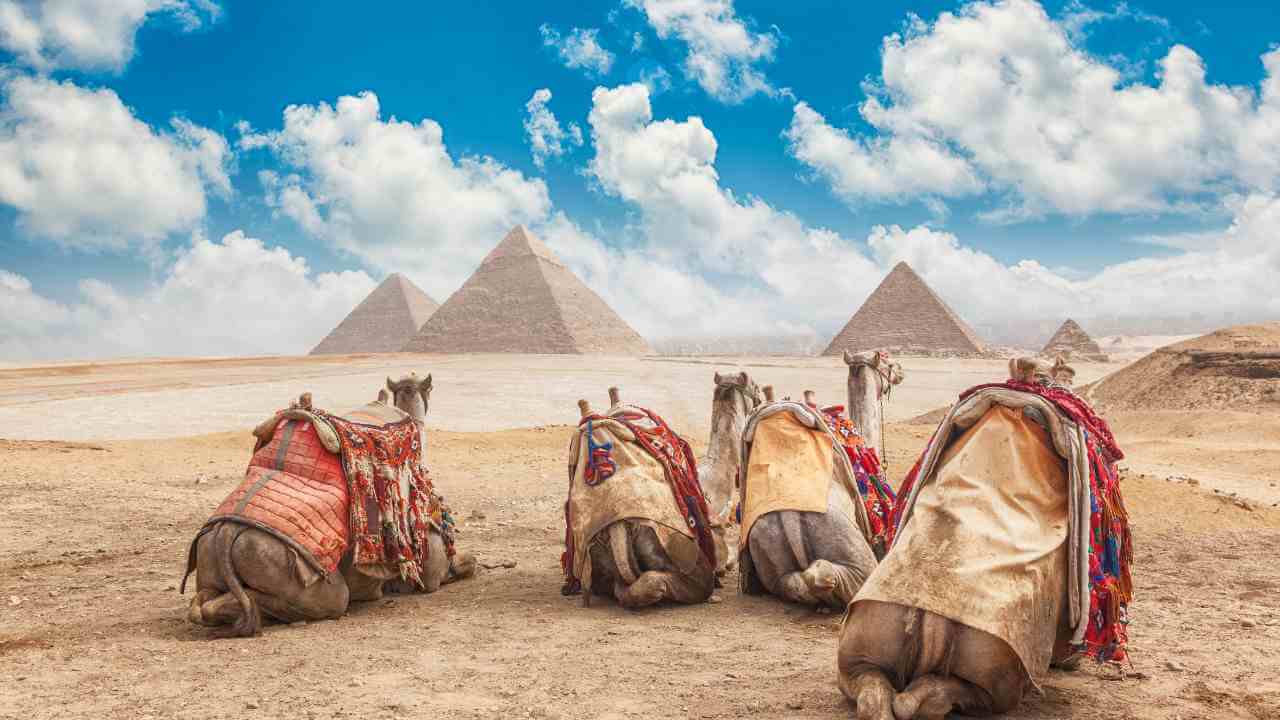 four camels in front of the pyramids in egypt