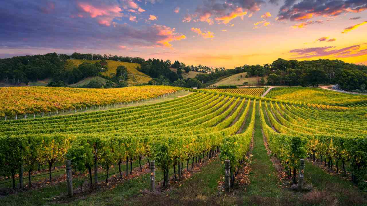 a vineyard at sunset metal print