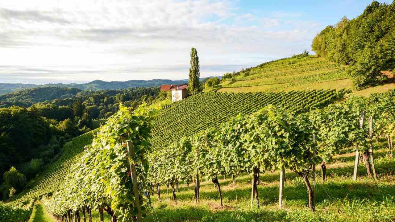 a vineyard on a hillside with green grass and trees