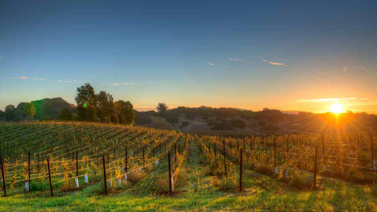 the sun rises over a vineyard in california