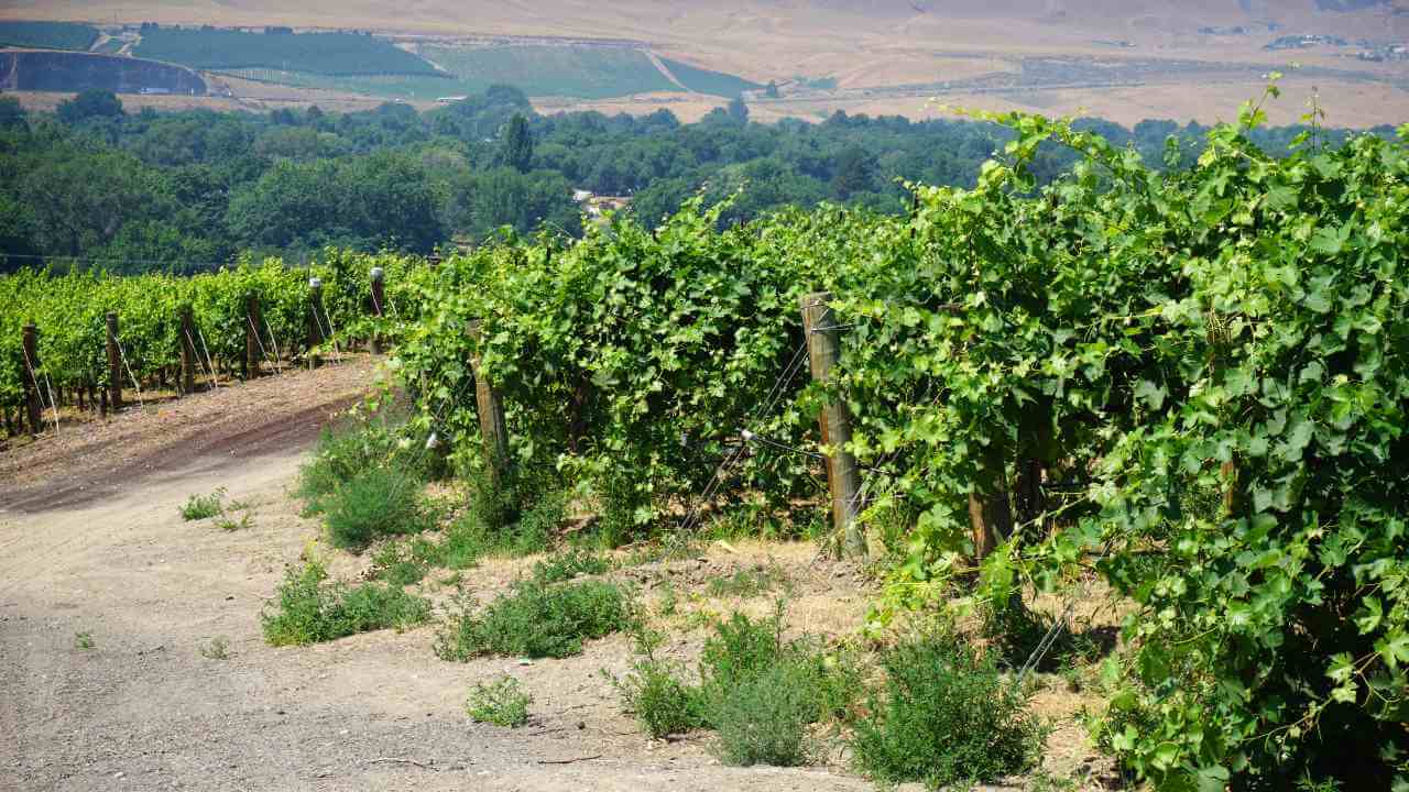 an image of a vineyard with a dirt road leading to it