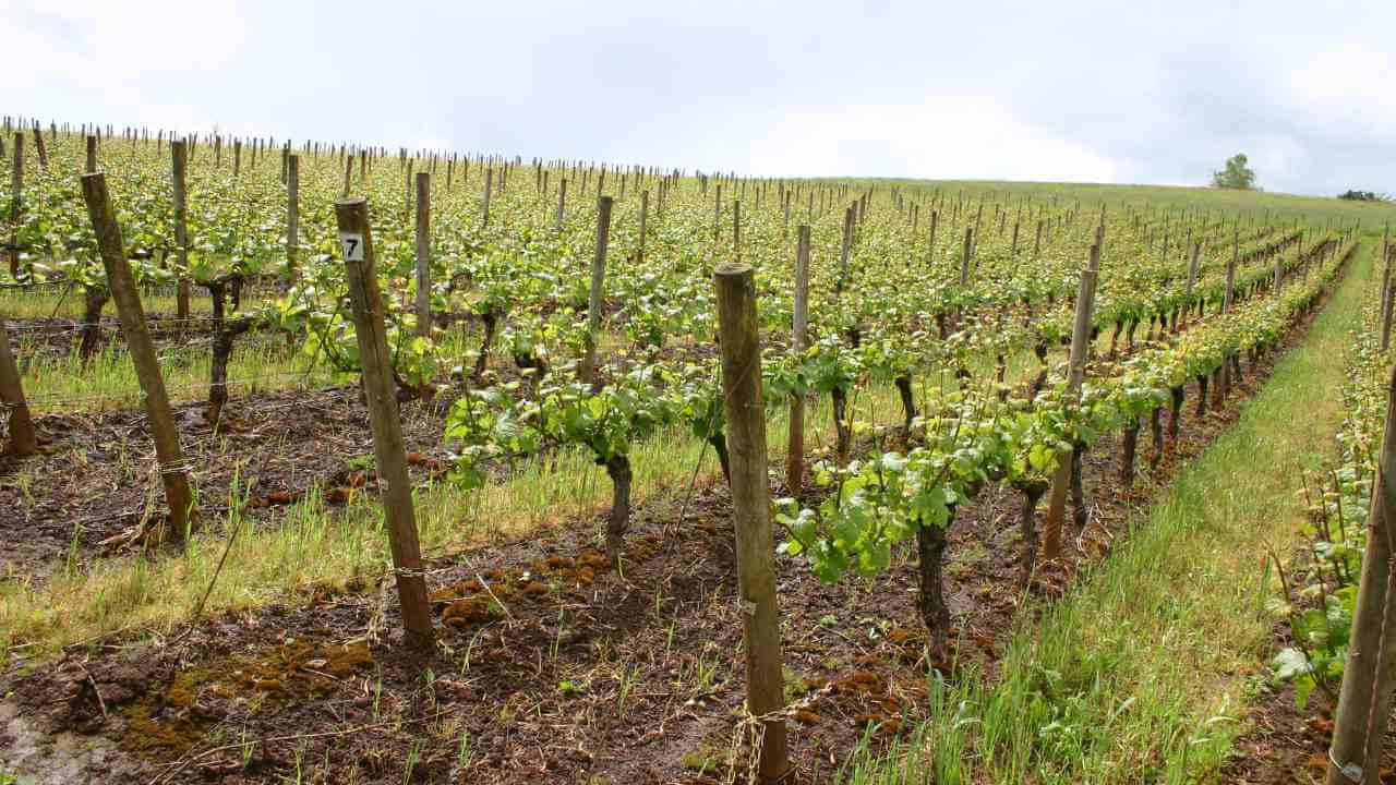 rows of vines in a vineyard