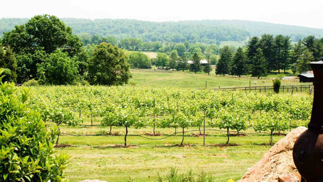 view of vineyard in virgina