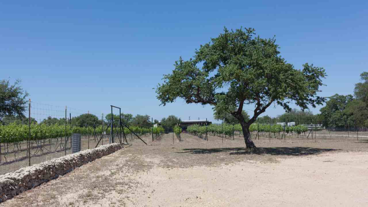 An empty field with a tree in the middle