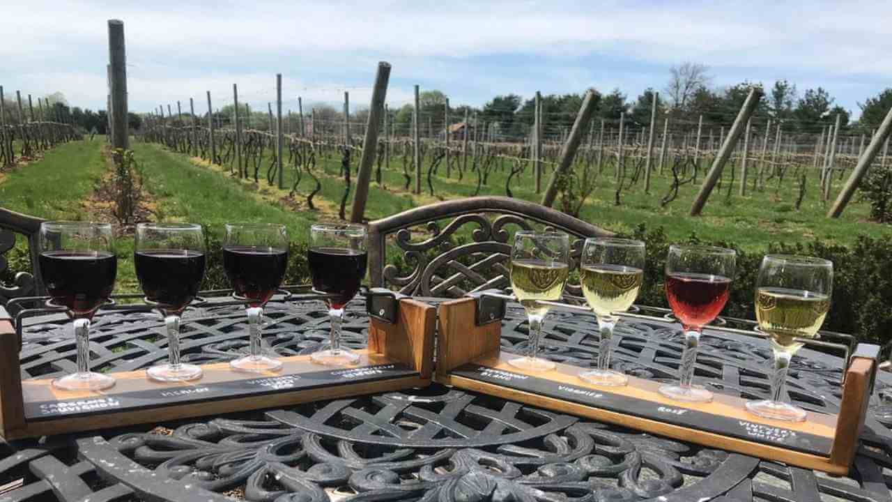 four glasses of wine on a table in front of a vineyard