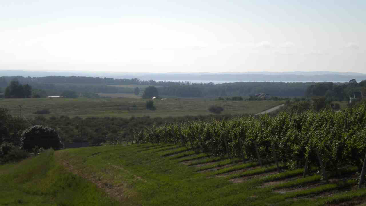 a view of a vineyard from the top of a hill