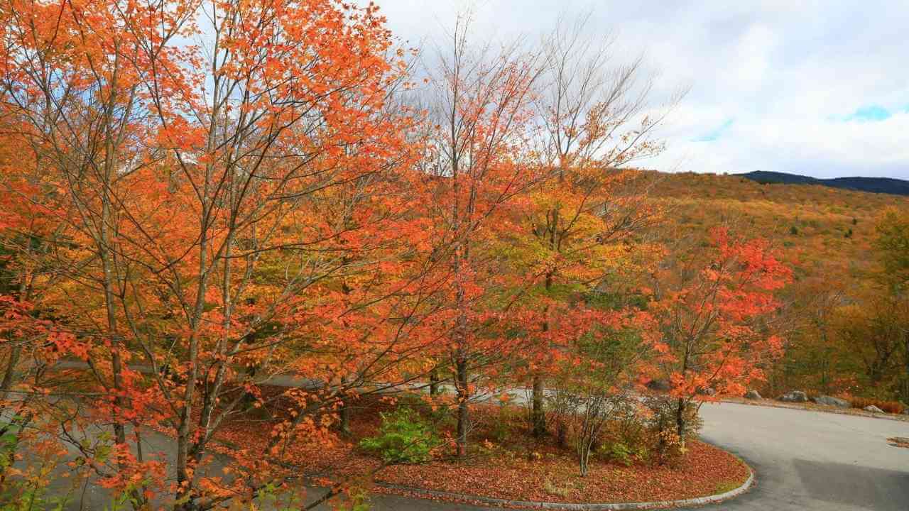 a view of the fall foliage from the top of a mountain