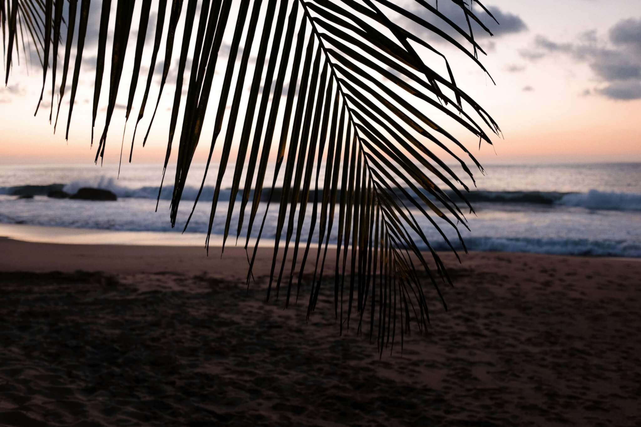 palm leaf on beach