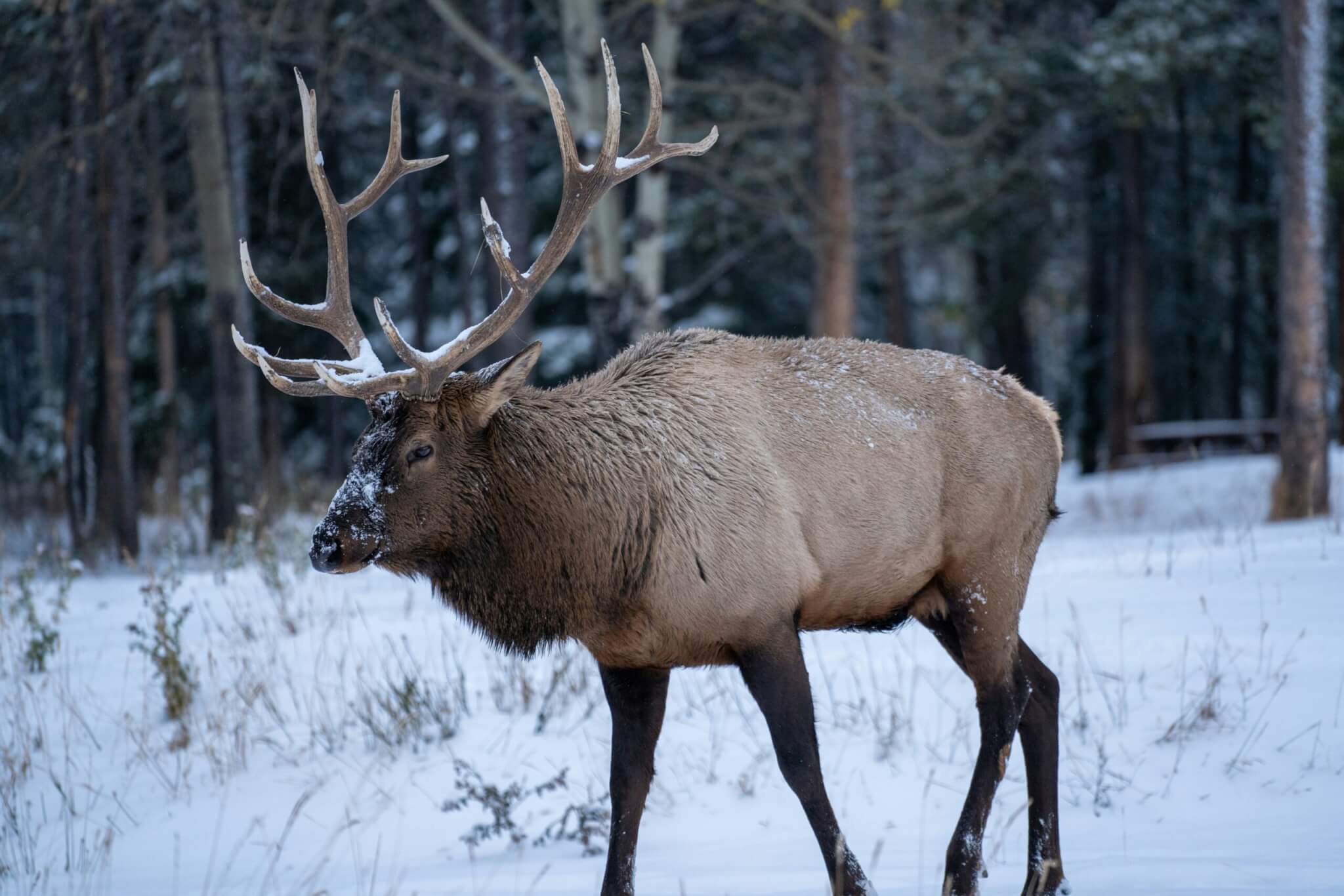 deer in the woods