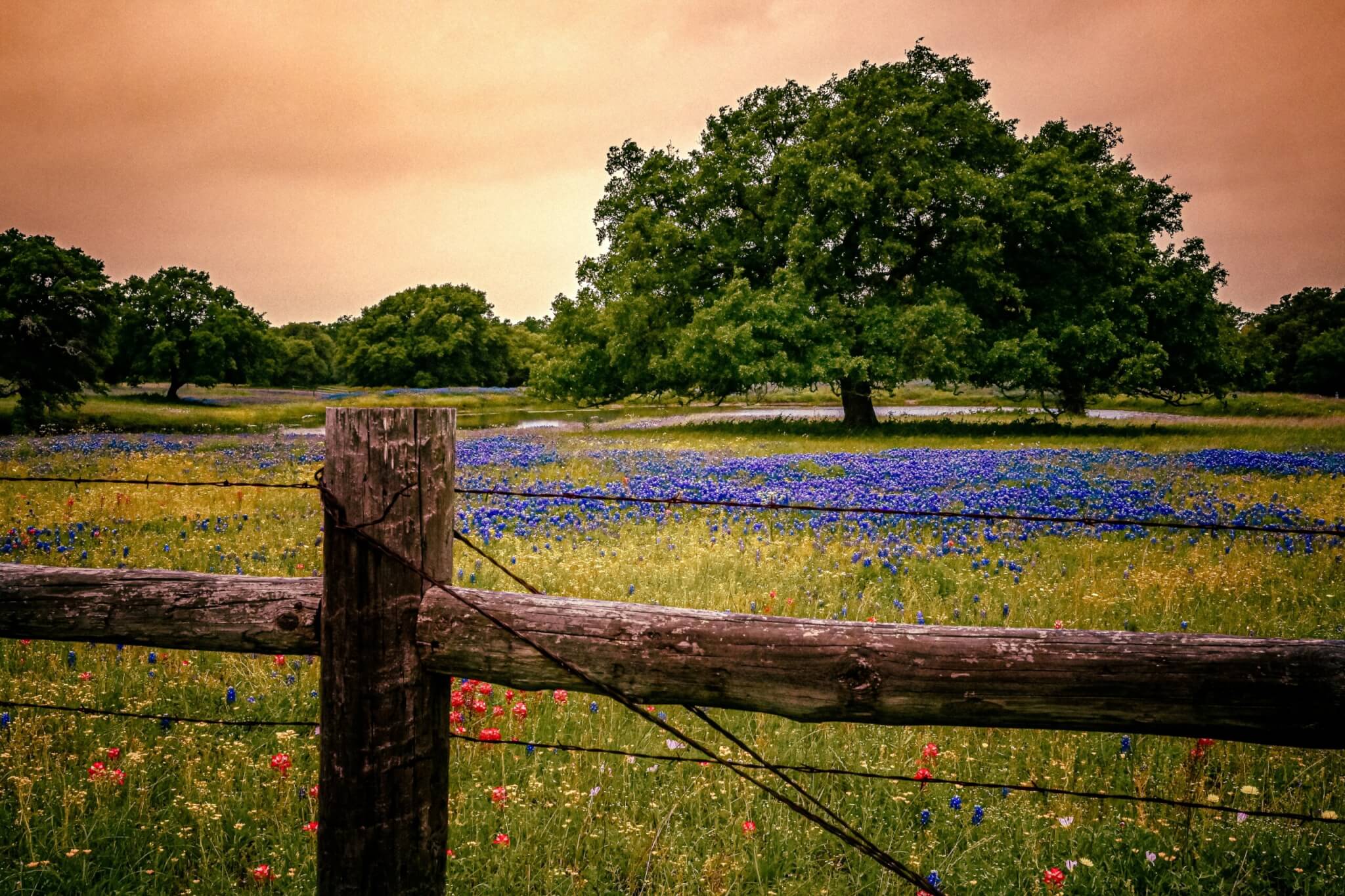 bluebonnets in texas