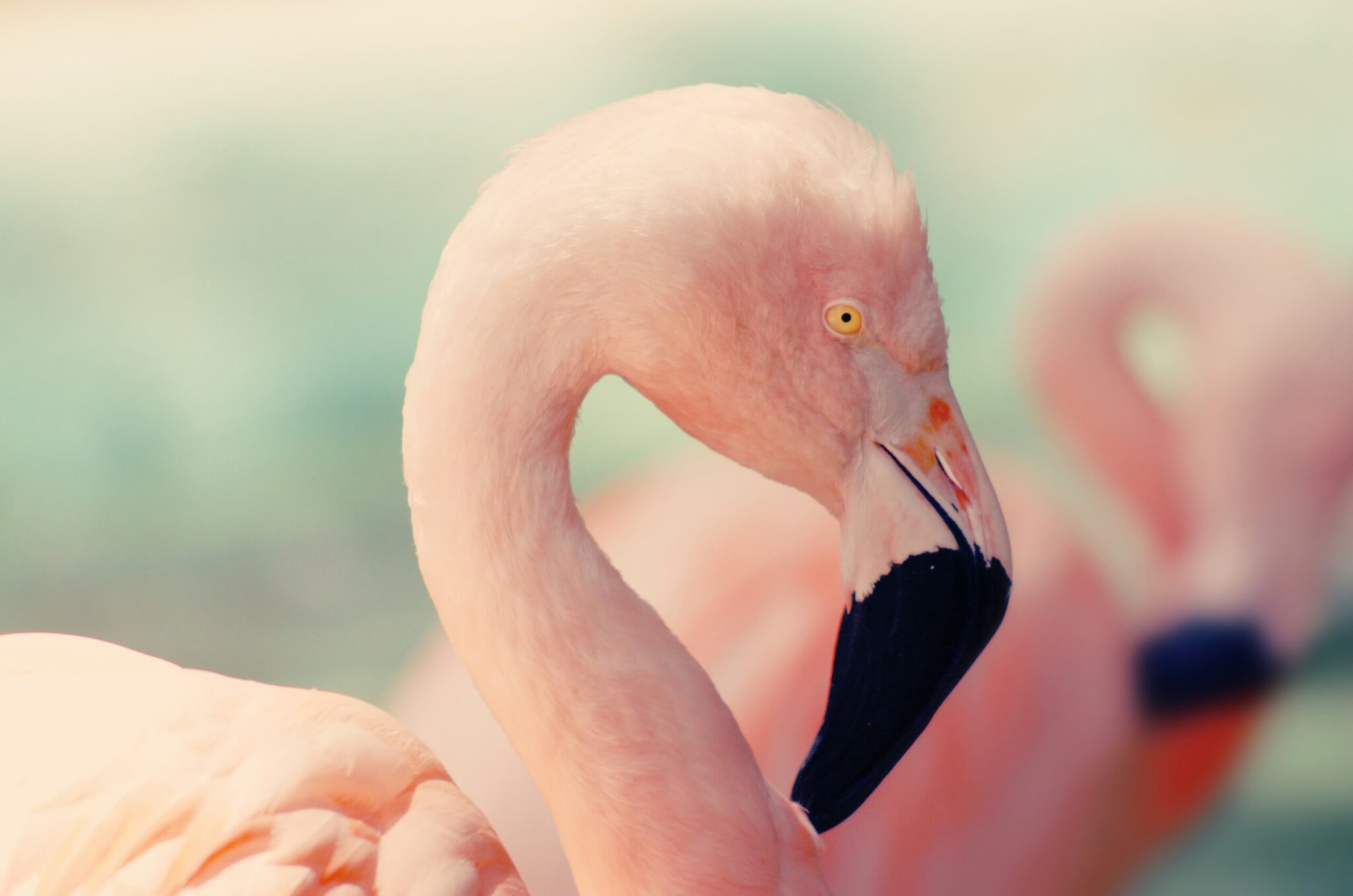 pink flamingo