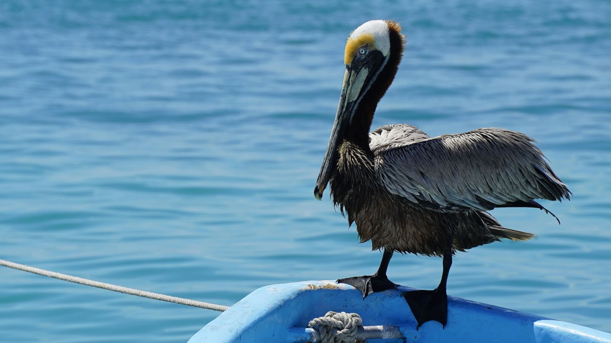 pelican on a boat