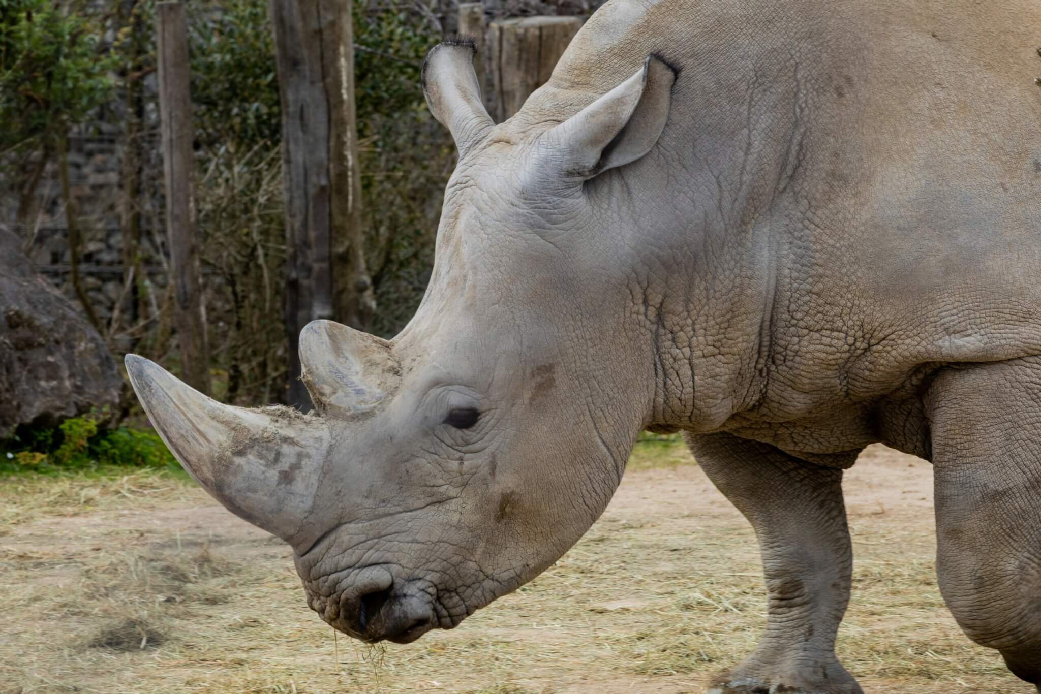 white rhinoceros