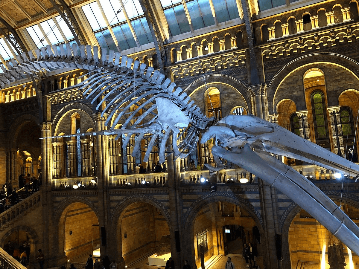 The Natural History Museum