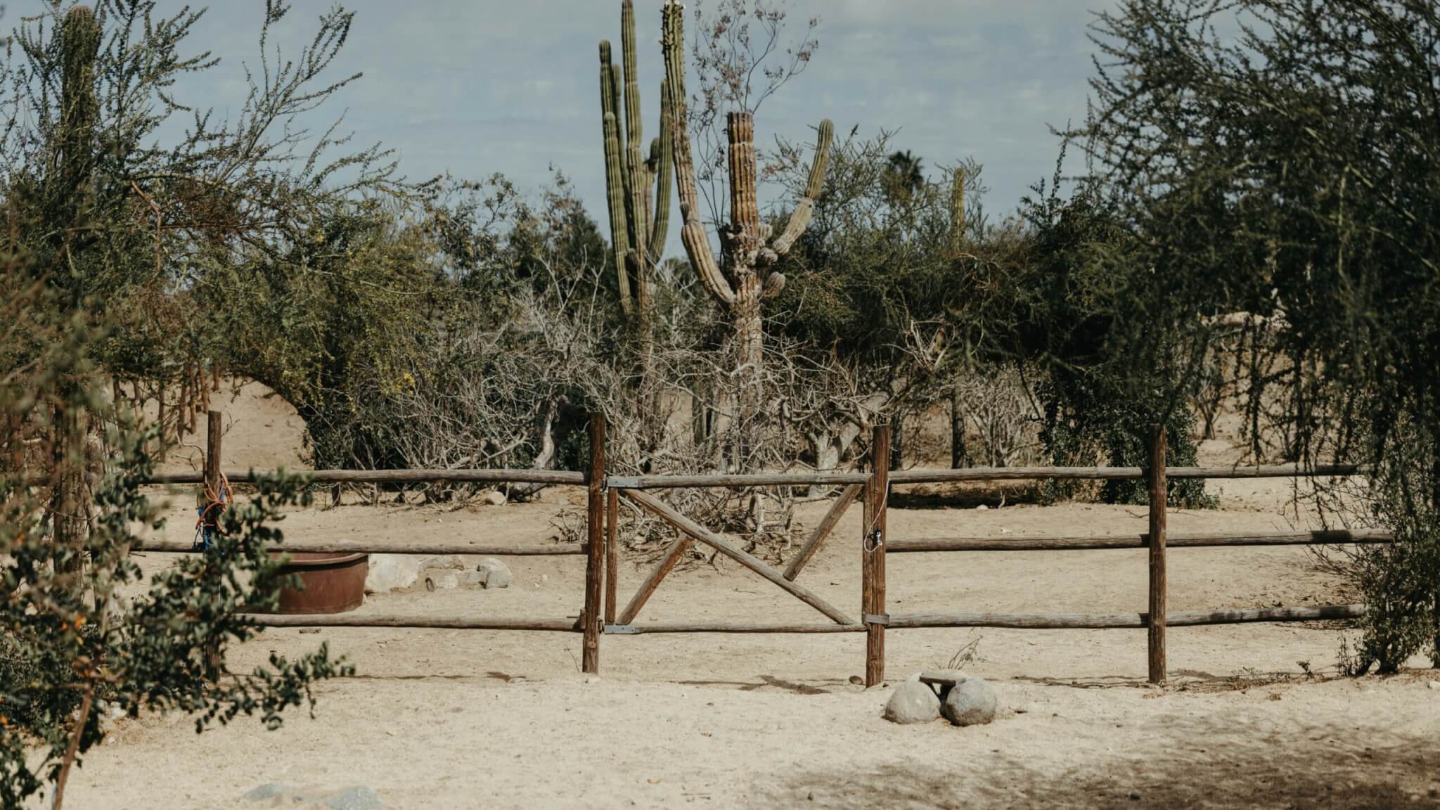 cacti in the desert