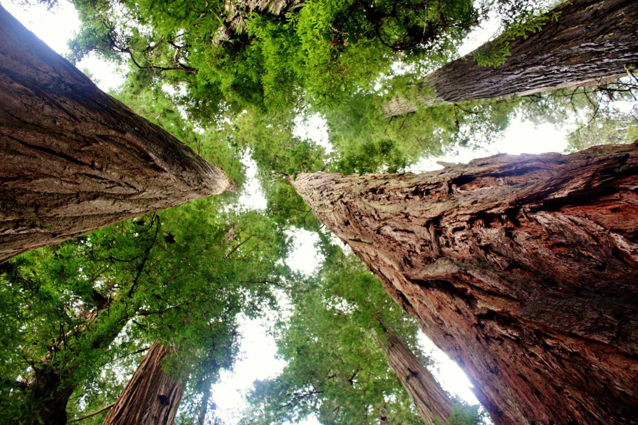 redwood trees