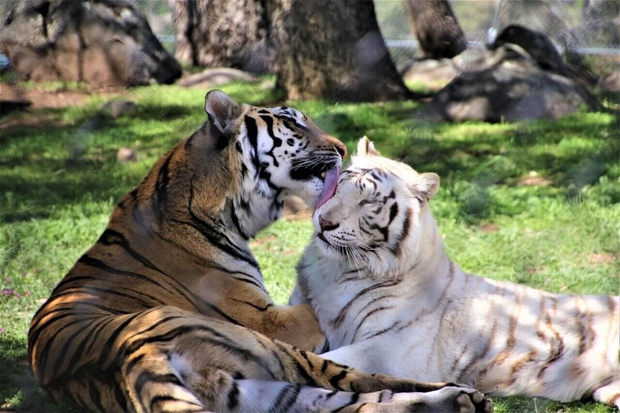 two tigers