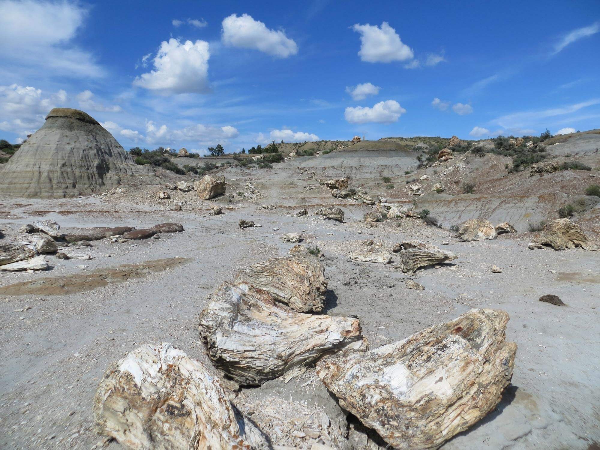 petrified forest loop