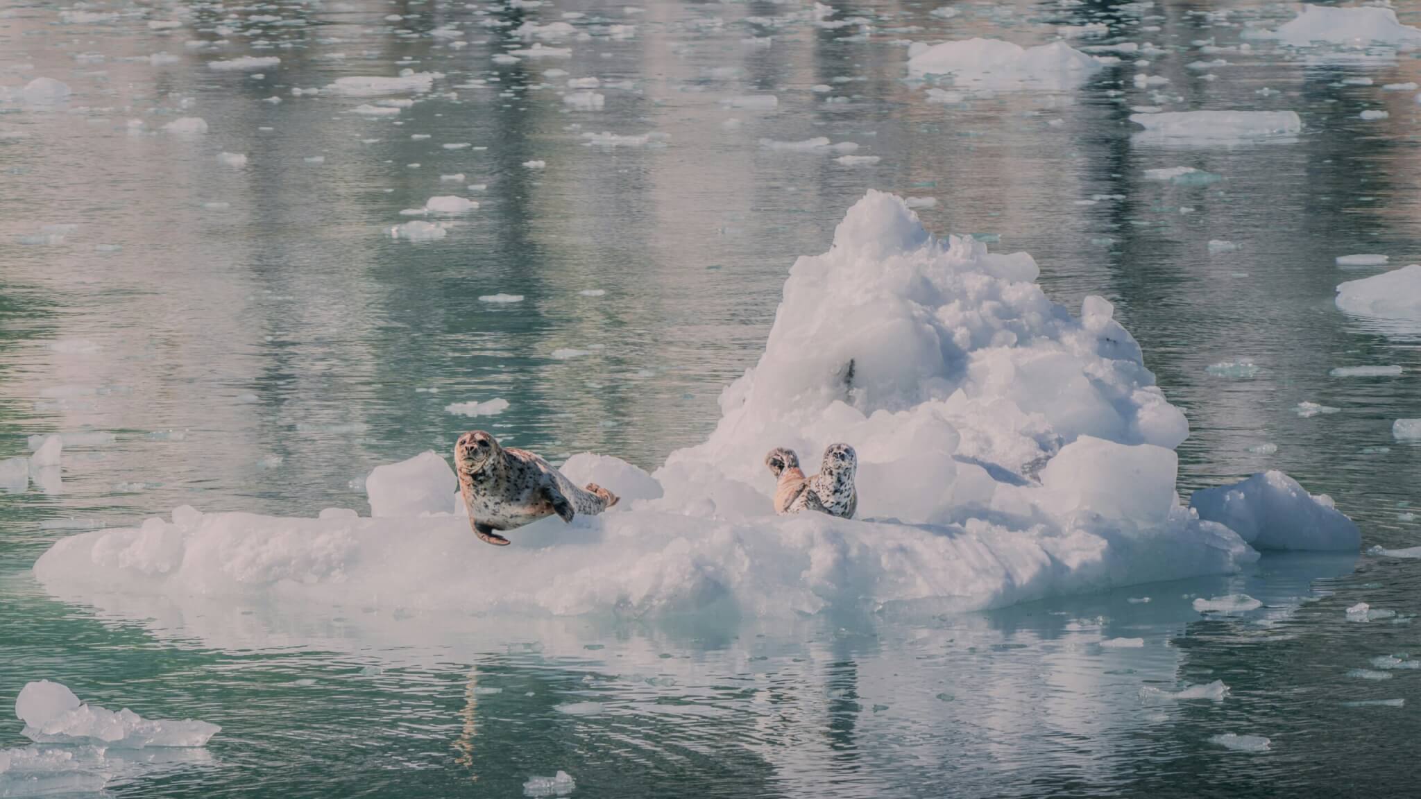 seals on a glacier