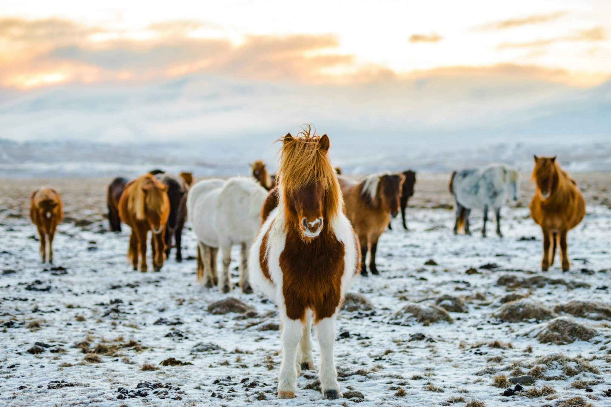 horses in a field