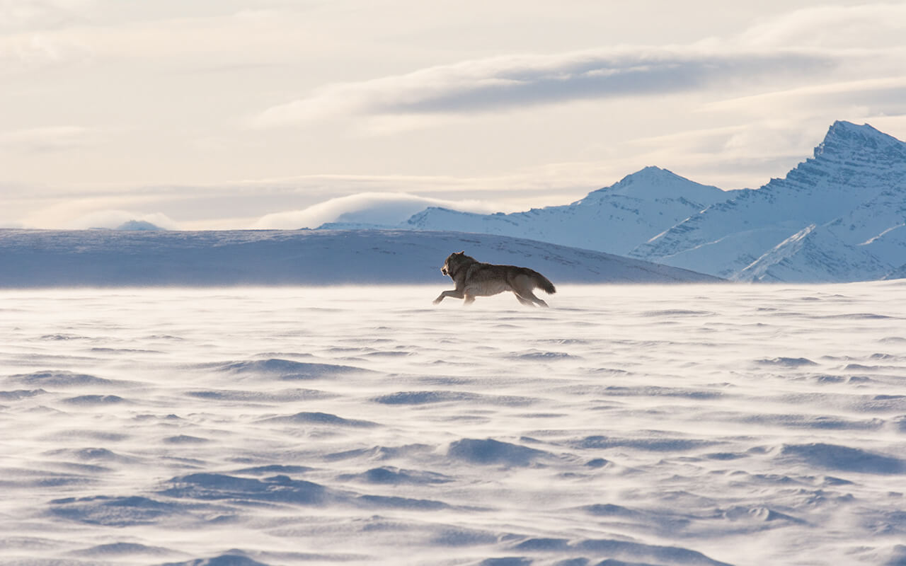 Alaskan tundra wolf