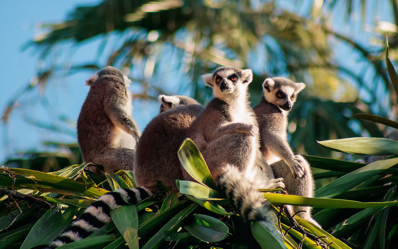 Ring-tailed Lemur (Lemur catta)