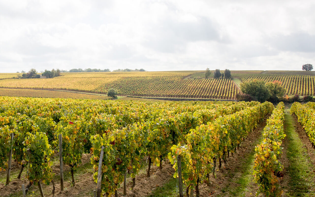 Panorama french vineyards landscape on the vines near Bordeaux in France Europe