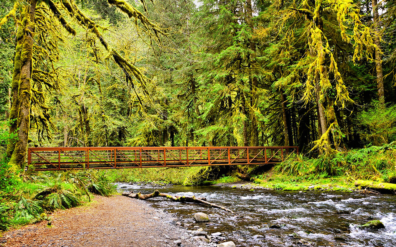 Bridge over river during springtime surrounded by moss covered trees, Olympic National Park, Washington, USA