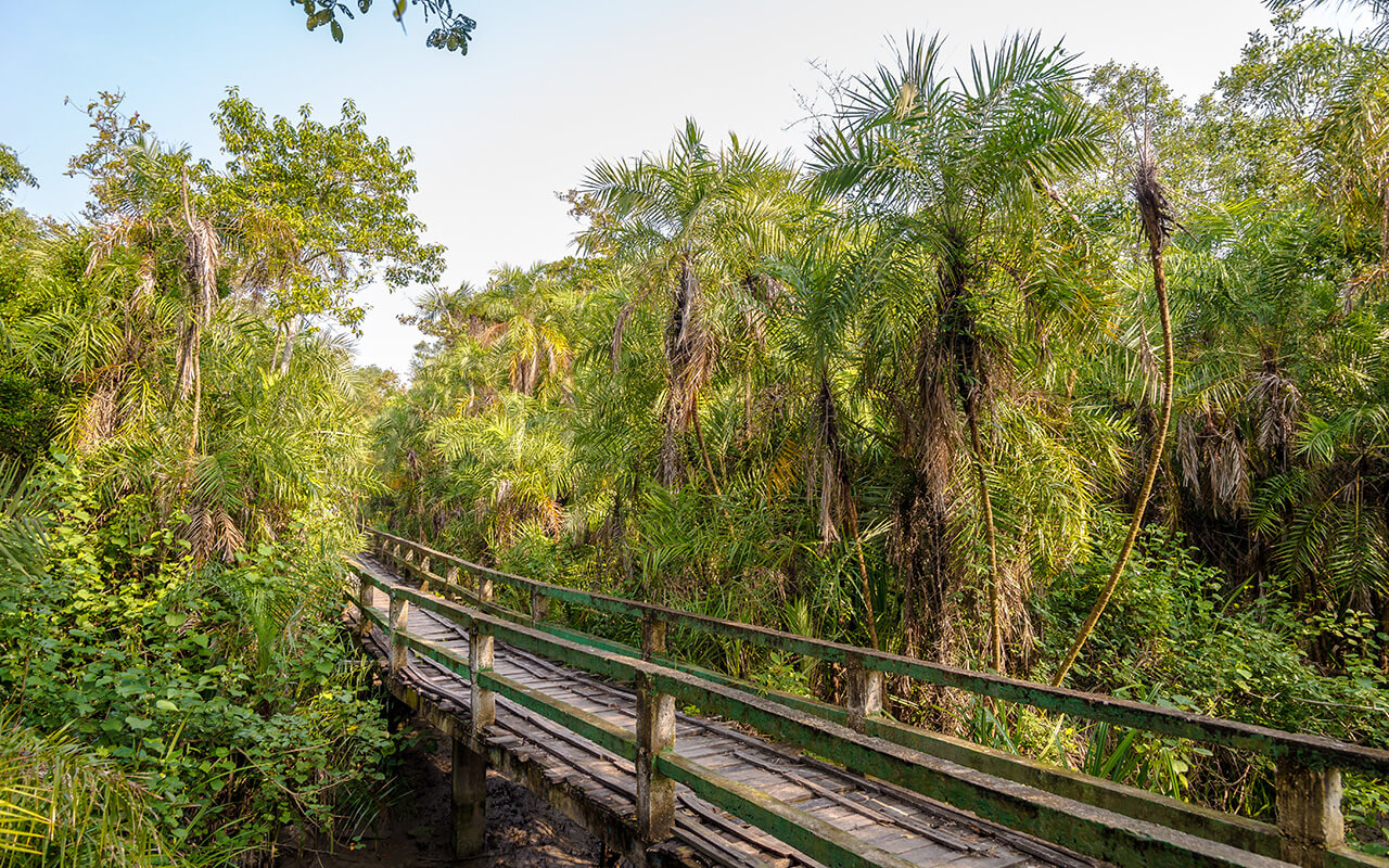 Wooden bridge through mangrove in Karamjal area in Sundarbans national park - Bangladesh
