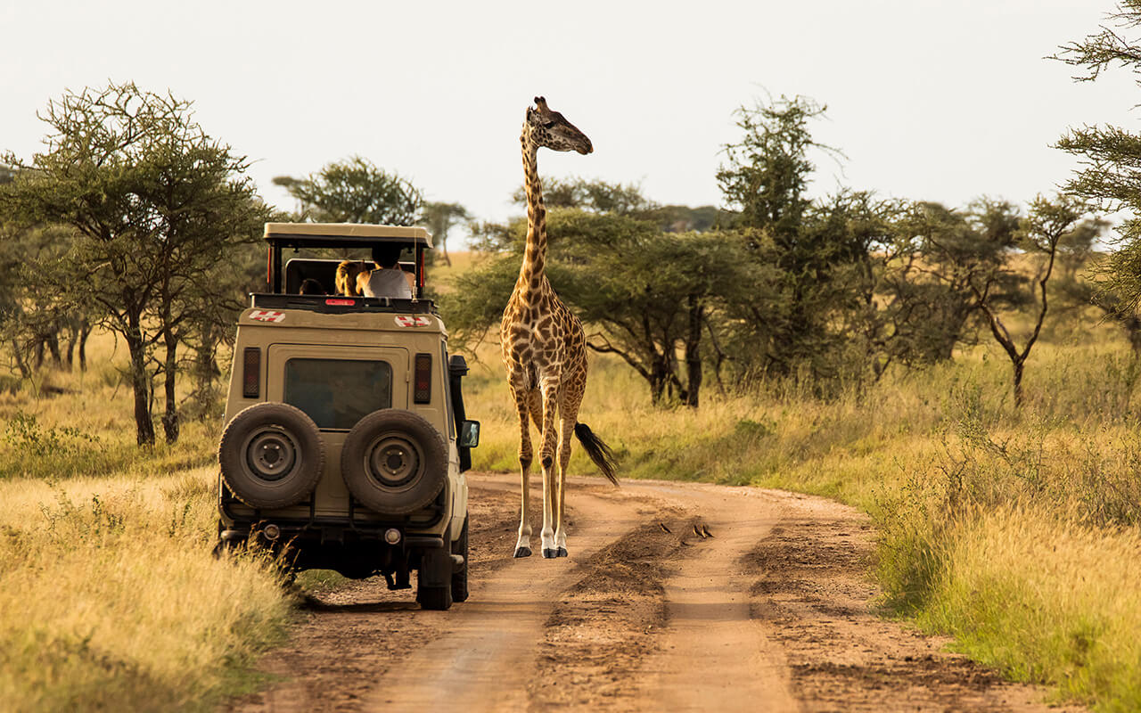 Giraffe with trees in background during sunset safari in Serengeti National Park, Tanzania.