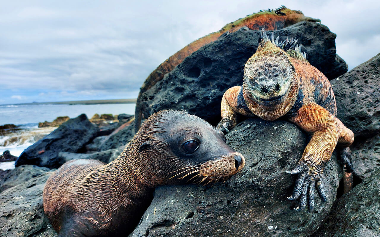 Iguana and sea lion over lava rock in galapagos islands
