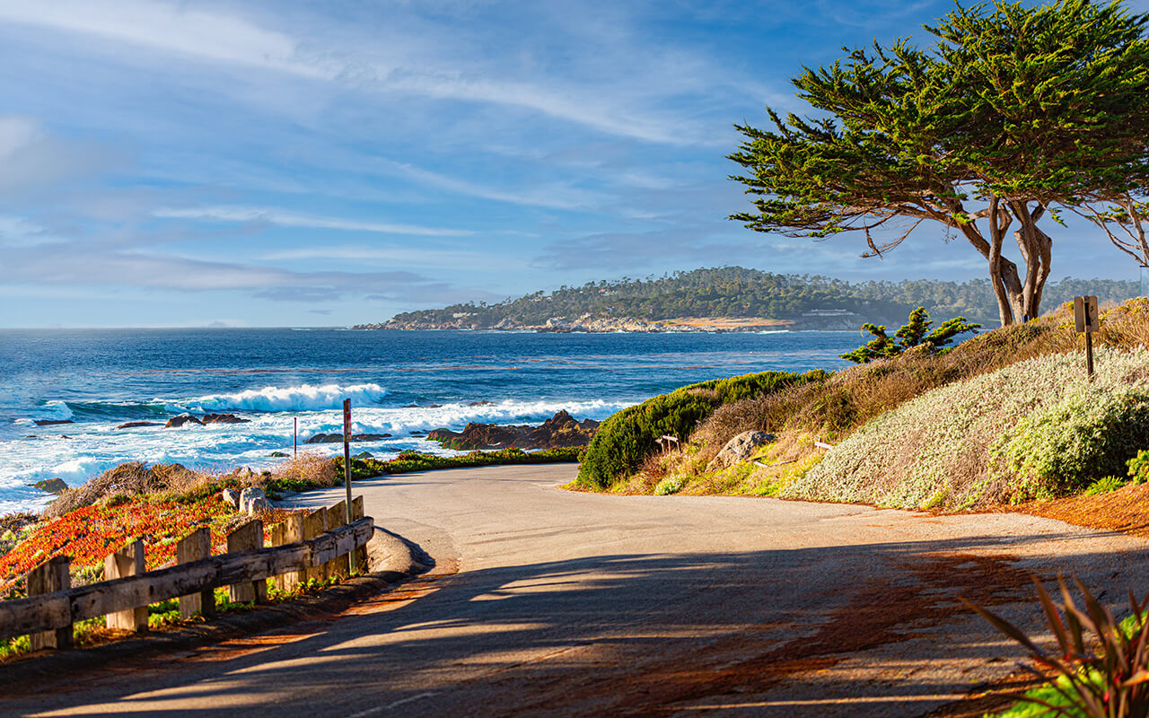 Trees on coast with ocean in background