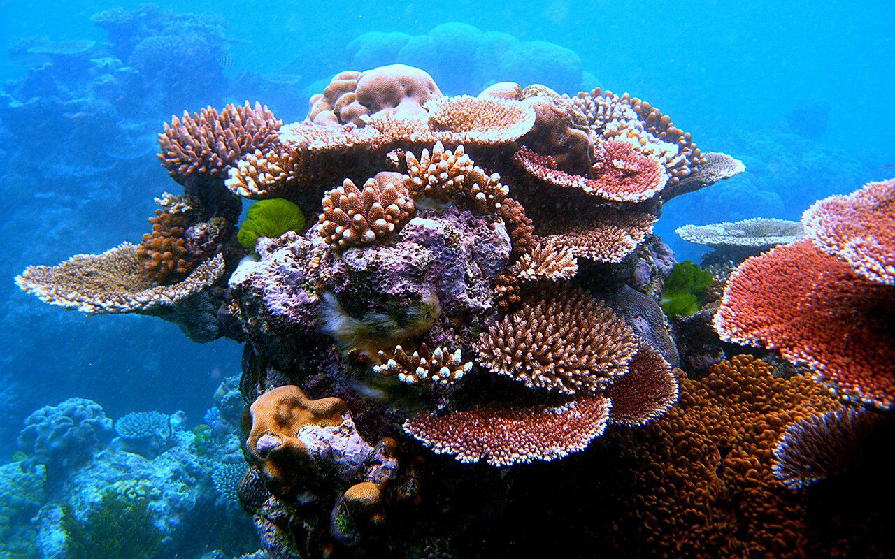 A variety of colourful corals on Flynn Reef near Cairns
