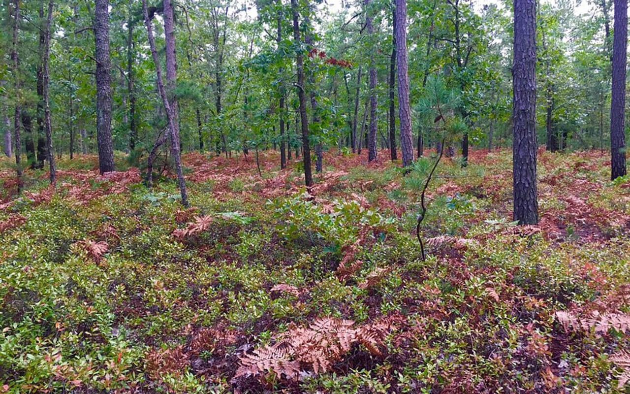 The Pine Barrens, New Jersey 