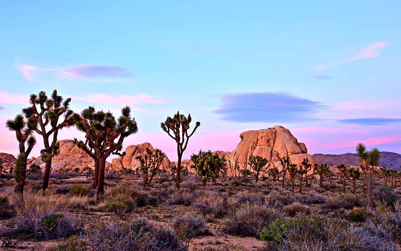 Palm Springs desert