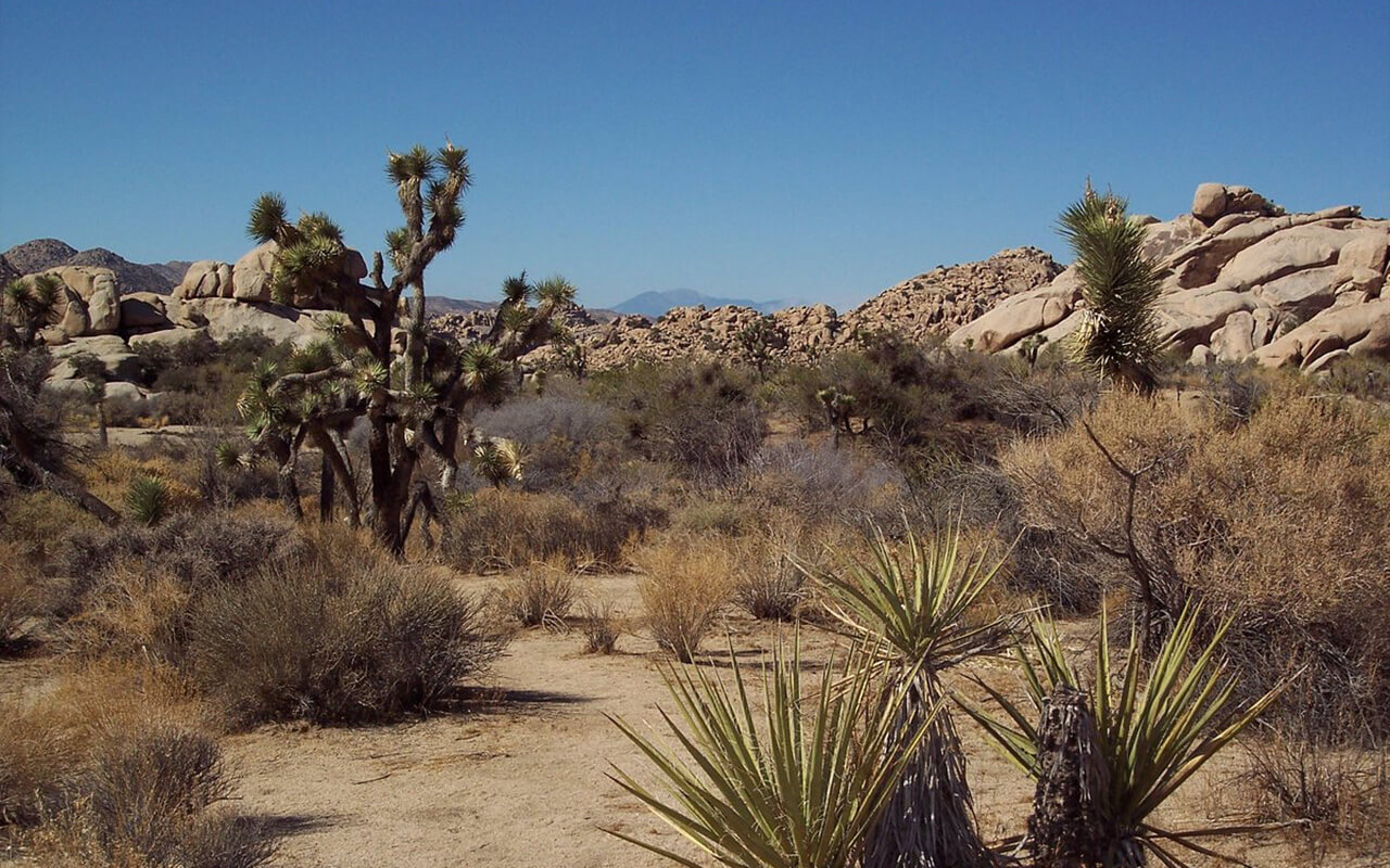 Joshua Tree National Park