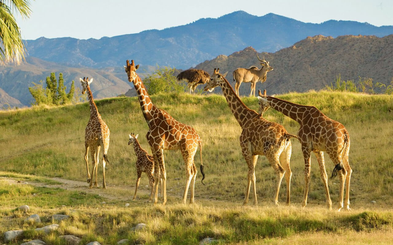 Living Desert Zoo and Gardens