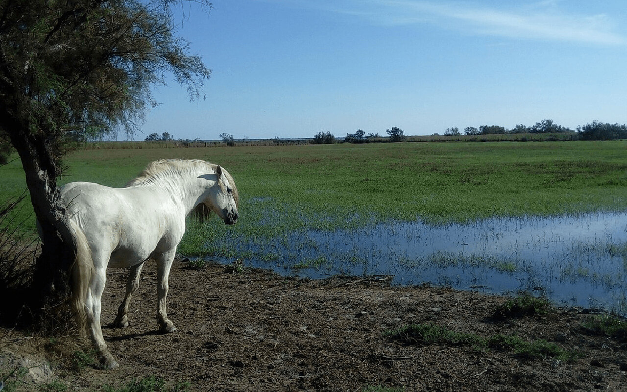 Camargue