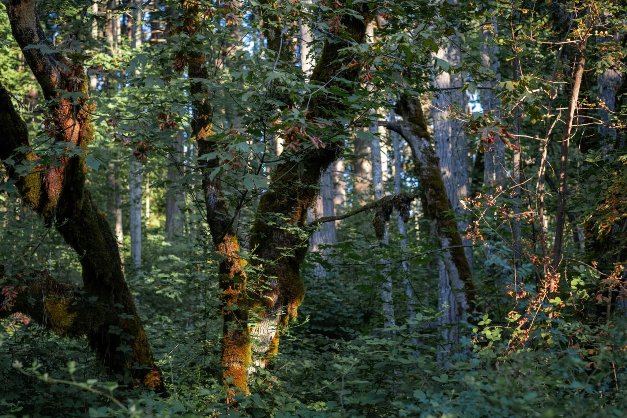 forest in oregon