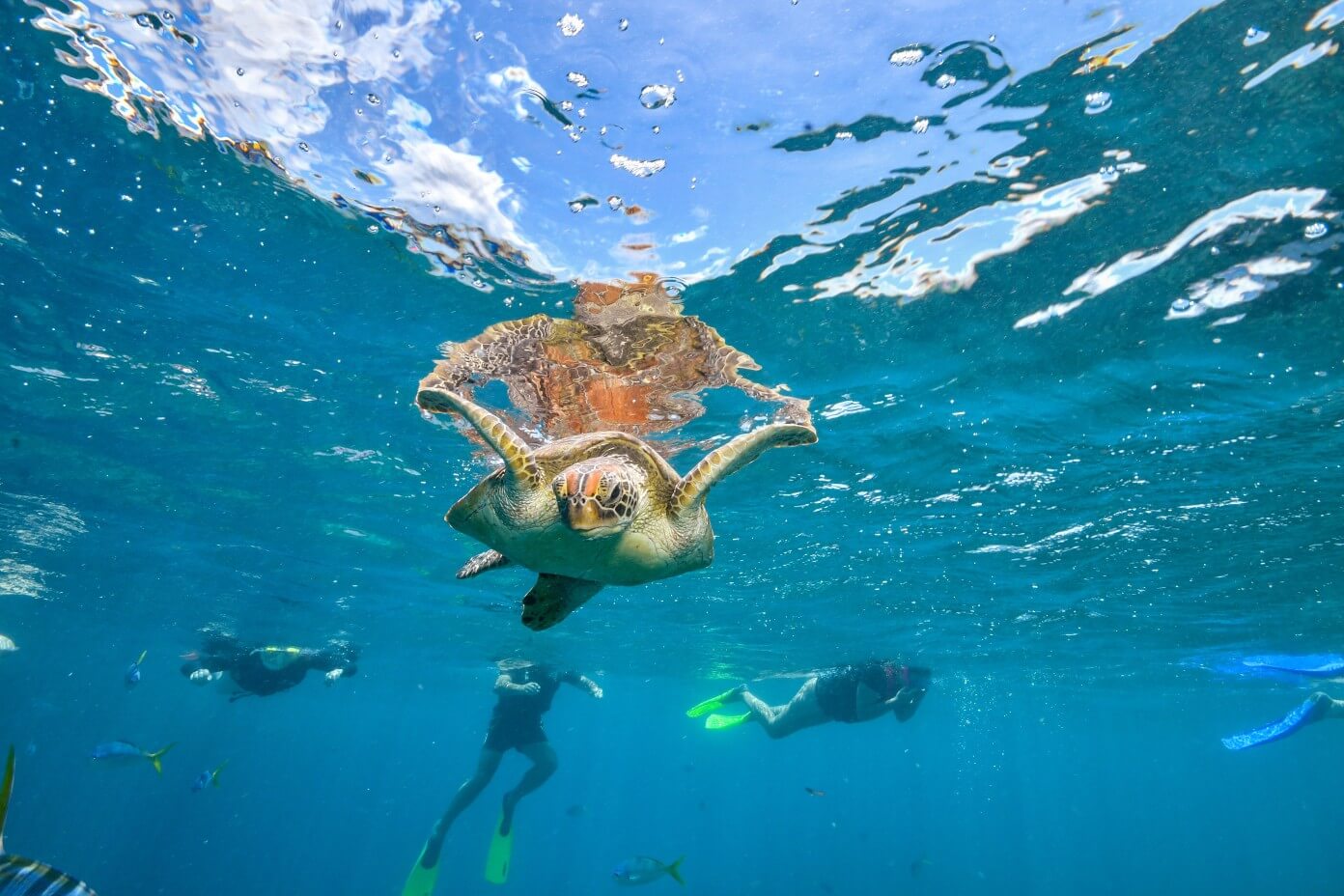 Hawaiian Green Sea Turtle cruising in the warm waters of Maui.