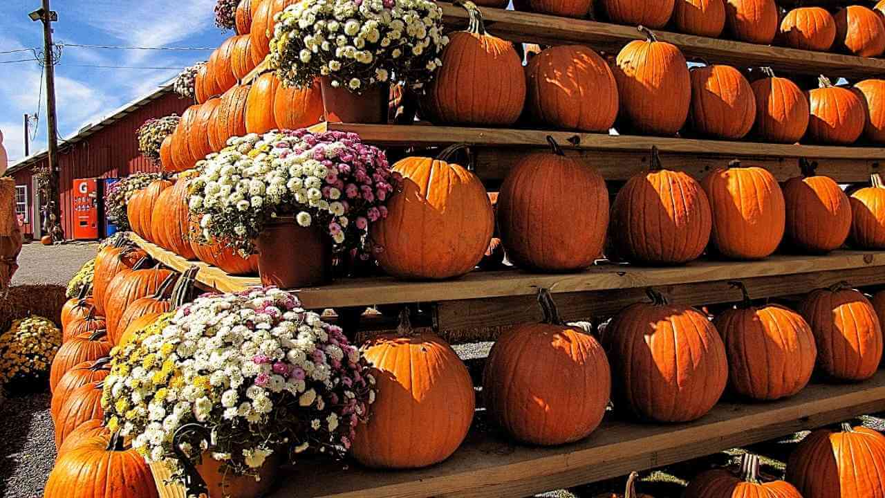 pumpkins and flowers are displayed on a wooden rack