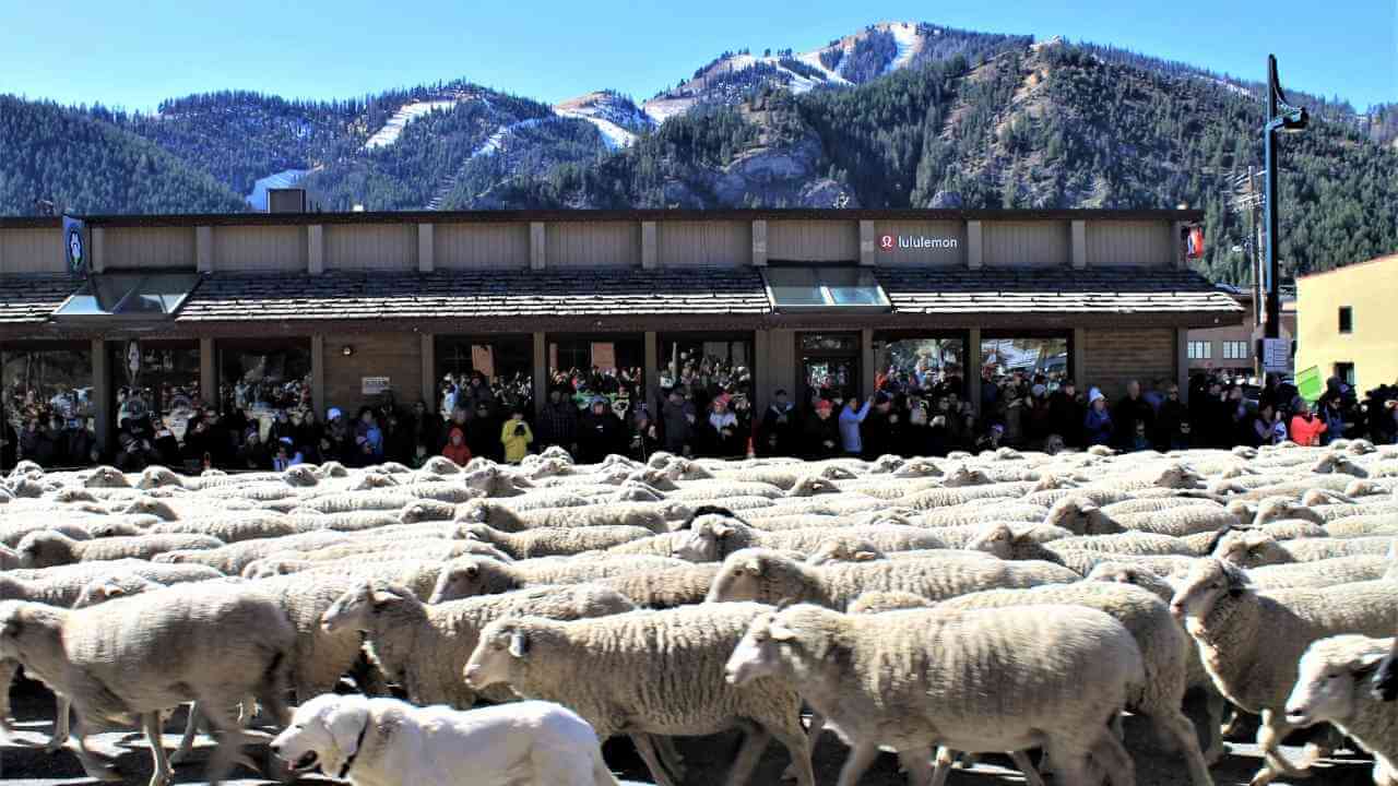 a large herd of sheep in front of a building