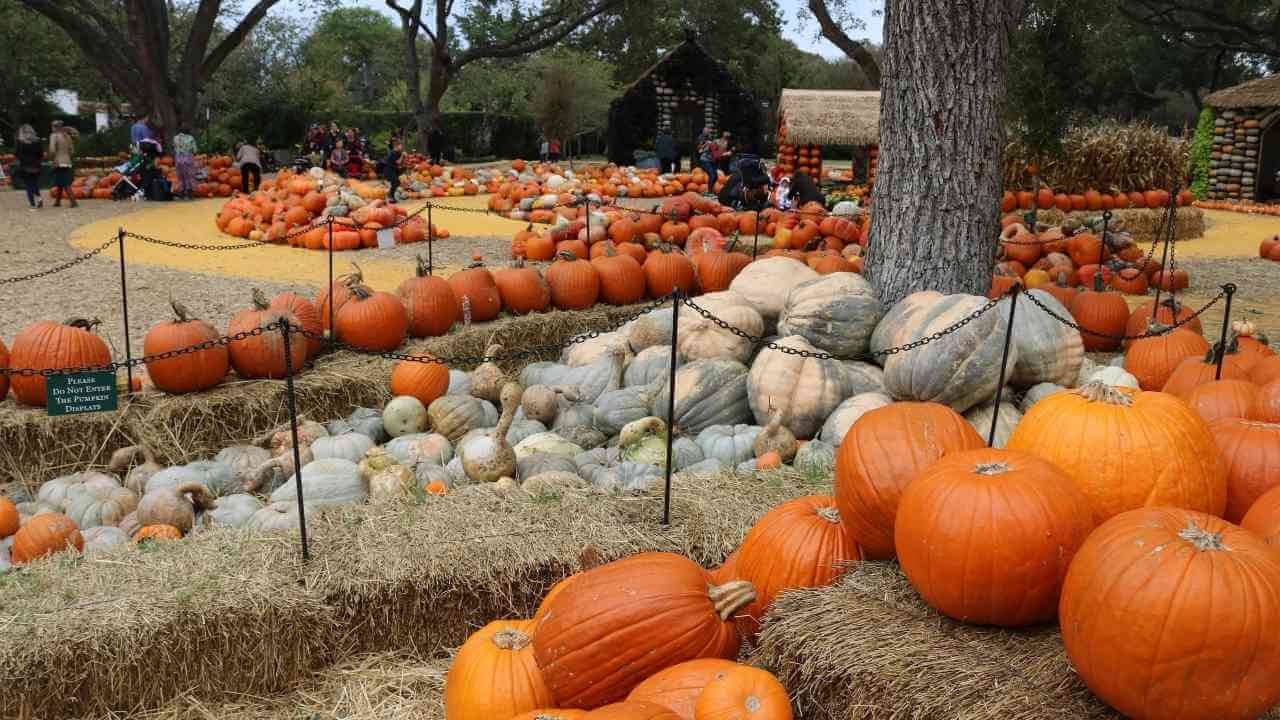 pumpkins, pumpkins, and pumpkins at a pumpkin patch