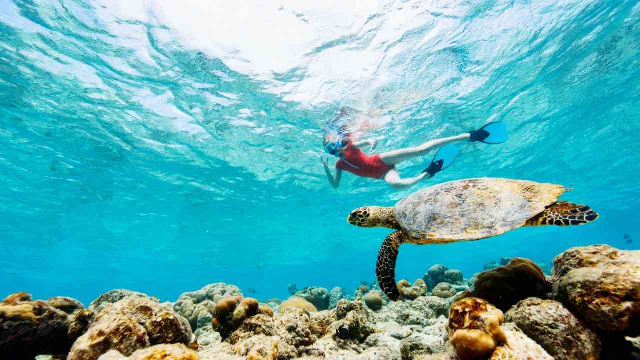 a person snorkeling with a turtle in the ocean