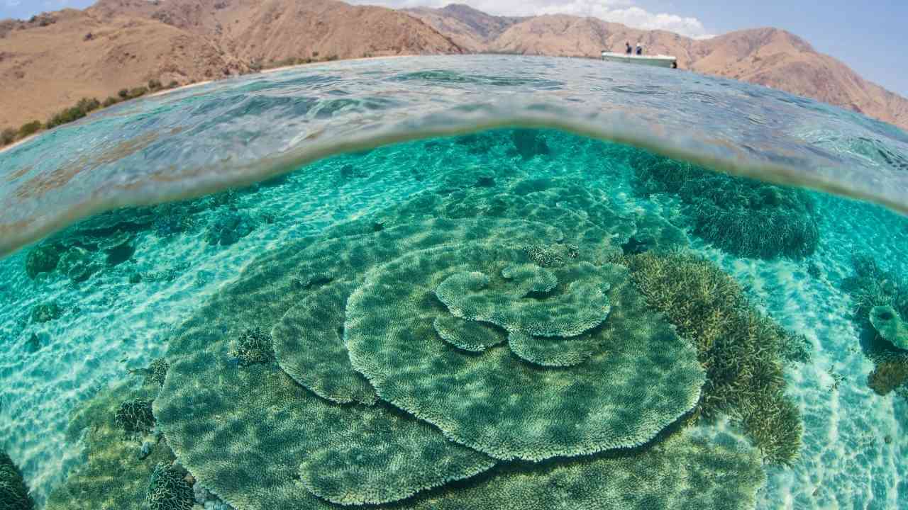 the underwater view of a coral reef in the middle of the ocean